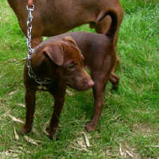 Patterdale Terrier vom Vogelgarten