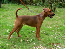 Patterdale Terrier vom Vogelgarten