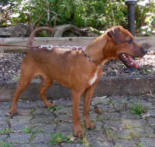 Patterdale Terrier vom Vogelgarten