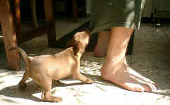 Bailey3.JPG (28938 Byte)