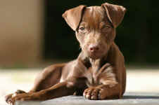 Patterdale Terrier vom Vogelgarten