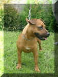 Coco4.1.JPG (93720 Byte)