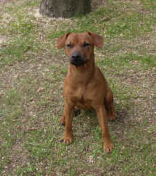 Cora105.jpg (244014 Byte)