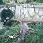 Dammhirsch1.JPG (113926 Byte)