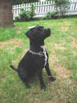 Duke1.JPG (110720 Byte)