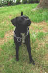 Duke2.JPG (113127 Byte)