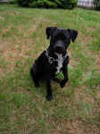 Duke.JPG (114641 Byte)