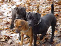 Fips,Coco,Peggy.JPG (46024 Byte)