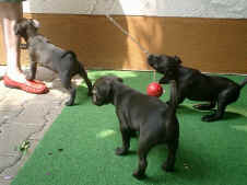 Patterdale Terrier vom Vogelgarten