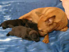 Patterdale Terrier vom Vogelgarten