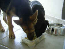Gismo in Sizilien.jpg (53992 Byte)