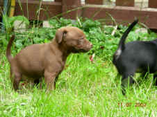 Patterdale Terrier vom Vogelgarten