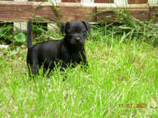 Patterdale Terrier vom Vogelgarten