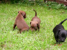 Patterdale Terrier vom Vogelgarten