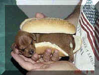 HOTDOG1.JPG (8020 Byte)