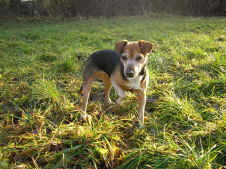 Hexe 25.12.2012 004.jpg (124704 Byte)