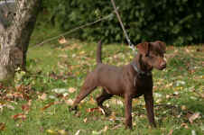 Patterdale Terrier vom Vogelgarten