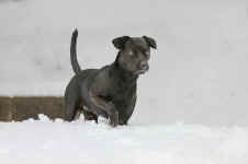 Marley (Nino) 4.jpg (34665 Byte)