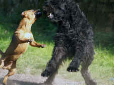 Outi Snoopy Fight.jpg (96543 Byte)