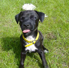 Pebbles 023.jpg (133271 Byte)