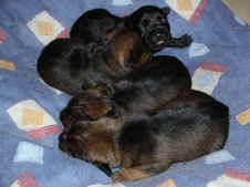Q19.11.2010 004.1.jpg (146188 Byte)