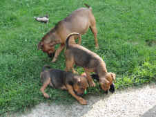 R 22.06.11 003.1.jpg (197675 Byte)