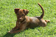 Roxi1.jpg (149078 Byte)