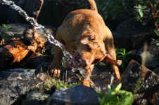 Roxi3.jpg (109799 Byte)