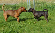 2012-07-15 Klappohren1.jpg (207542 Byte)