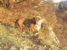 Siggi 2011.jpg (564286 Byte)