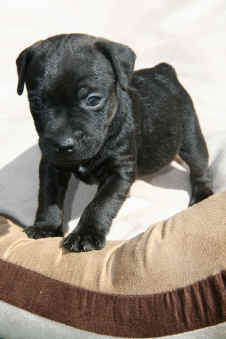 Patterdales 039.1.jpg (433986 Byte)