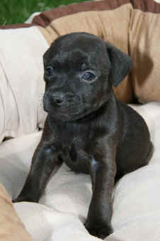Patterdales 050.1.jpg (393635 Byte)
