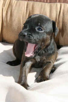 Patterdales 072.1.jpg (394614 Byte)