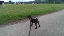 Wilma-kuh.jpg (358638 Byte)