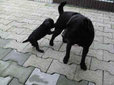 X-Welpen 10.01.2014 005.jpg (1455415 Byte)