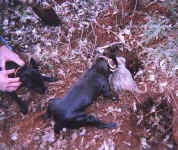 opposum.JPG (28434 Byte)