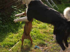 snoopy 4.jpg (102106 Byte)